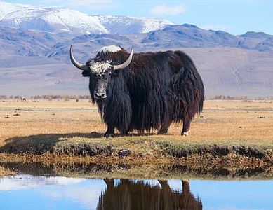 Yak in Russia, by Alexandr frolov