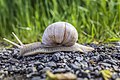 (22) Weinbergschnecke? Oder gibt's da verwechselbare Doppelgänger?