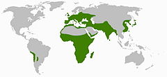 Distribuição natural das espécies de Scilloideae.[4]