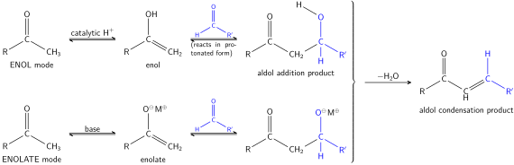 The Aldol reaction