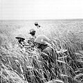 Slovak soldiers in rye around Lypovets, Ukrainian SSR, Soviet Union