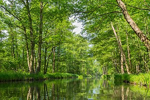 36. Platz: J.-H. Janßen mit Eschenfließ im NSG Innerer Oberspreewald zwischen Leipe/Lipje und Lehde/Lědy, beides Ortsteile von Lübbenau/Spreewald