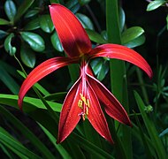 Sprekelia formosissima 1