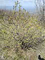 Syringa vulgaris