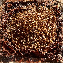 Tetragonula Hockingsi Brood Structure - ABeeC Hives