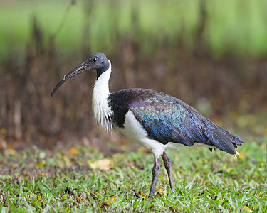 Straw-necked ibis, by JJ Harrison
