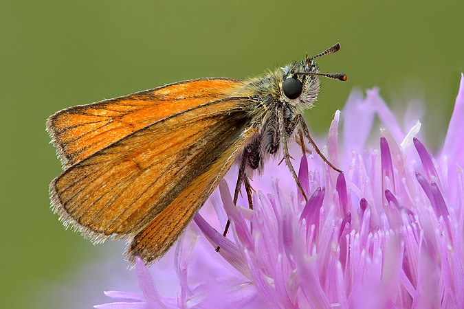 1: Small skipper Y