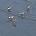 Calidris ruficollis