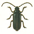 Tragosoma depsarium (Linnaeus, 1767)