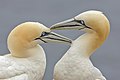 Image 18 Northern gannets More selected pictures