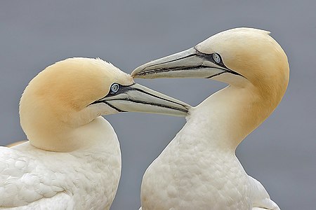 Northern gannets, by Alan D. Wilson