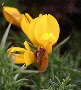 Ulex gallii