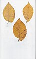 Chichester Elm leaves, Queens' College, Cambridge, November