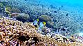 Image 92Coral reefs of the Maldives (from Indian Ocean)