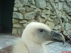 A vulture at the aviary of Mellat Park.