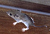 Peromyscus leucopus