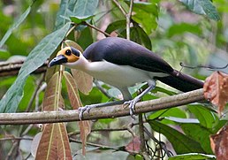 Гологолов західний (Picathartes gymnocephalus)