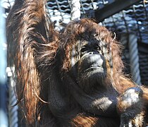 Nénette, la doyenne des orangs-outans.