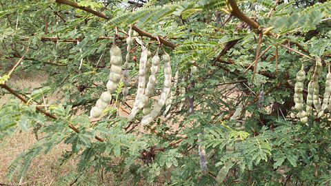 கருவேலம் மரத்தின் காய்கள்