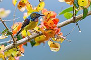 sunbird with yellow undersides, pale purplish throat, brown back, metallic blue head, and brown patch around the eyes