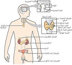 جهاز الغدد الصماء