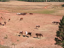 Troupeau de chevaux dans un parc clos. L'herbe est rare et laisse voir la terre rouge ; un bassin sert d'abreuvoir en arrière-plan.