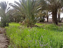 A farm in area of Al-Bubsairy.