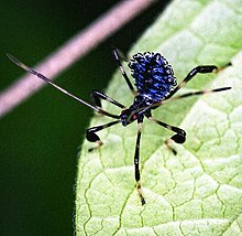 Acanthocephala terminalis - nymph