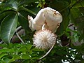 Adansonia digitata，非洲猴面包树的花