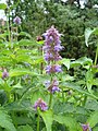 Agastache rugosa