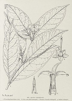 Description de l'image Alafia parciflora-1906.jpg.