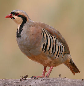 Азиатский кеклик (Alectoris chukar)