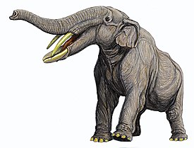 Amebelodon britti, реконструкция