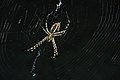 Argiope trisfaciata