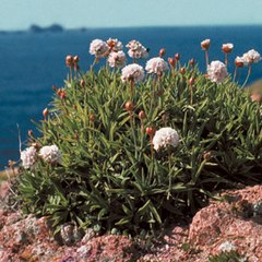 Description de l'image Armeria berlengensis.jpg.