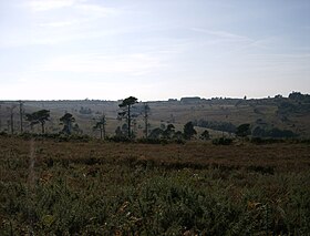 Image illustrative de l’article Forêt d'Ashdown