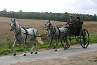 Attelage en tandem.