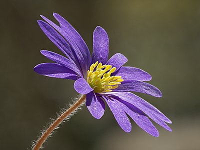 Anemonoides blanda, by Ermell