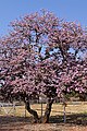 Bauhinia variegata var. variegata in full boom, South Africa