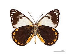 Museum specimen ♀ △ - Ventral side