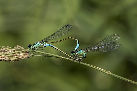 Blue-tailed damselfly mating, by Charlesjsharp