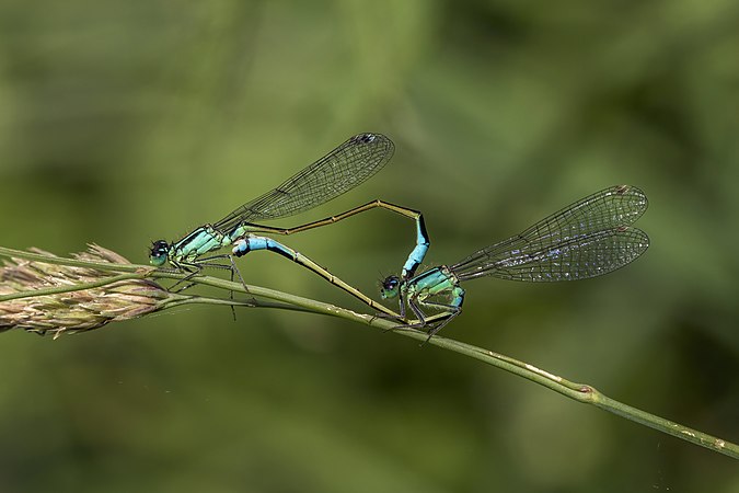 圖為於牛津郡阿賓頓Bartons Fields內一對正交配的长叶异痣蟌（Ischnura elegans）。祈願情人节快樂。