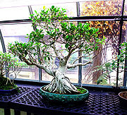 Bonsai tree