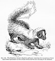 Image 35Warning coloration of the skunk in Edward Bagnall Poulton's The Colours of Animals, 1890 (from Animal coloration)