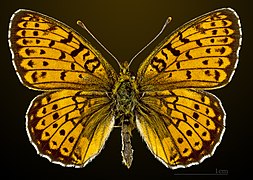 Dorsal