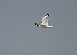 La mouette du Tibet