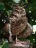 Northern Burrowing Owl