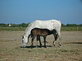 Chevaux de Camargue