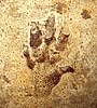 The hand-like trace fossil Chirotherium was probably produced by a pseudosuchian resembling Ticinosuchus.