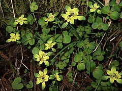 春に、山地の谷川沿いに群生する。